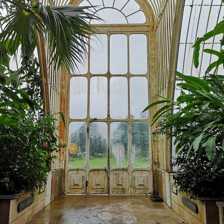 palm, glasshouse, horticulture-5226862.jpg